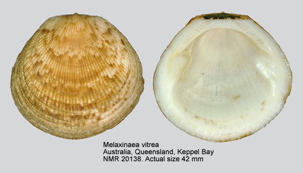 Melaxinaea vitrea.jpg - Melaxinaea vitrea(Lamarck,1819)